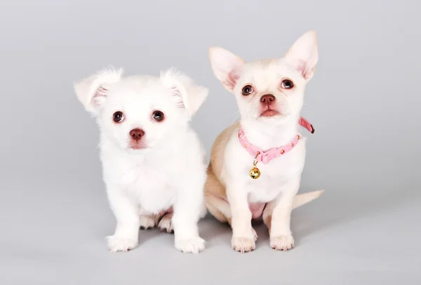 Schattige kleine honden. schattig chihuahua puppys — Stockfoto