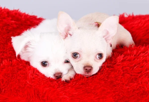 sevimli küçük köpekler. çok güzel chihuahua puppys tüylü halı