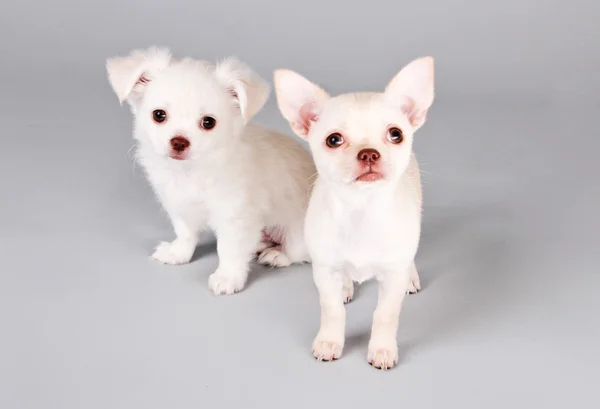 Söta små hundar. bedårande chihuahua valpar — Stockfoto