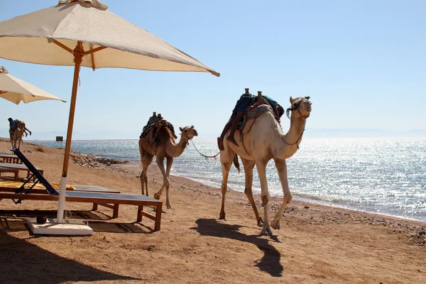 deve yürüyüşü plajda