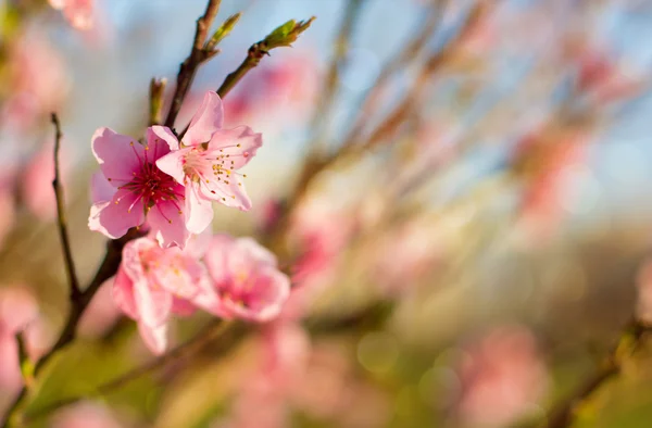 Cherry flowers — Stock Photo, Image