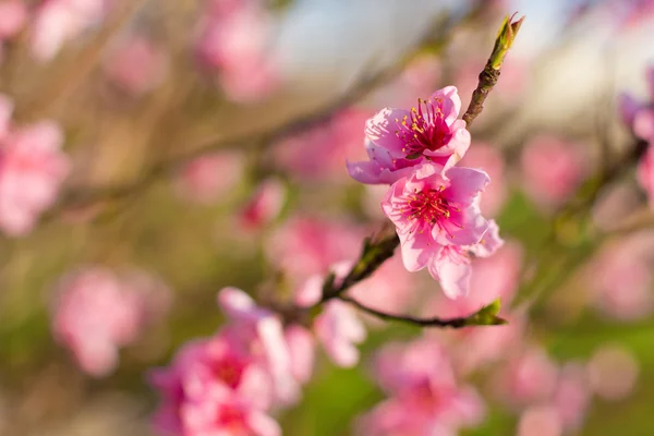 Spring cherry flowers — Stock Photo, Image