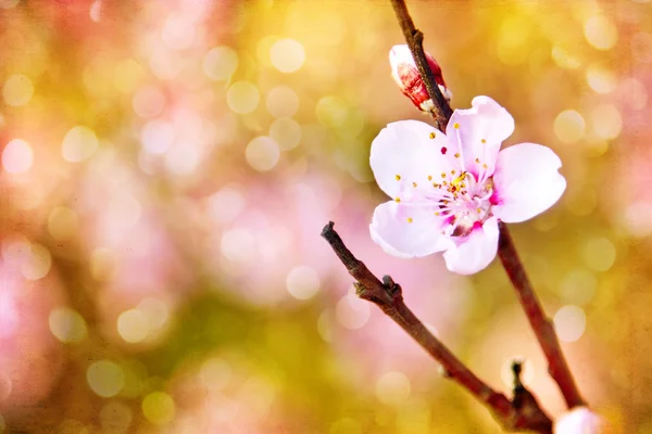 Pink cherry flowers — Stock Photo, Image