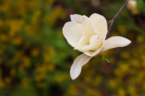 White magnolia flower — Stock Photo, Image