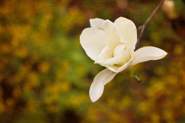 Magnolia blanc fleur — Photo