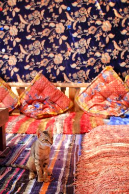 geleneksel Arap çadırın içinde kedi