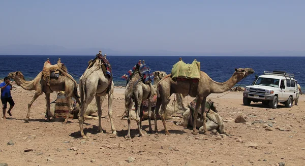 Group of Camels near Red Sea — Stock Photo, Image