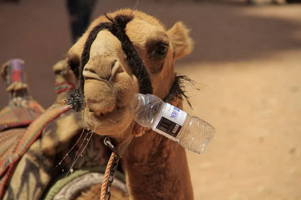 A camel drinks water from a bottle — Stock Photo, Image