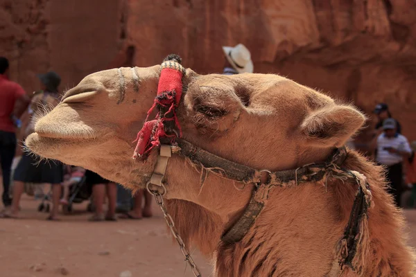 Camel — Stock Photo, Image