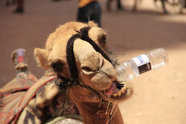 从一个瓶子里的骆驼喝水 图库图片