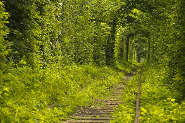 Tunel lásky — Stock fotografie