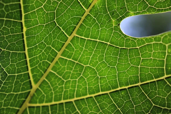 背景に美しい熱帯の葉のテクスチャ — ストック写真