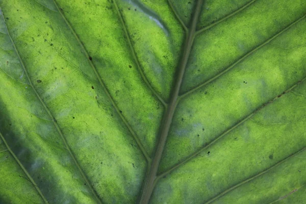 Красивая Текстура Тропического Листа Фона — стоковое фото
