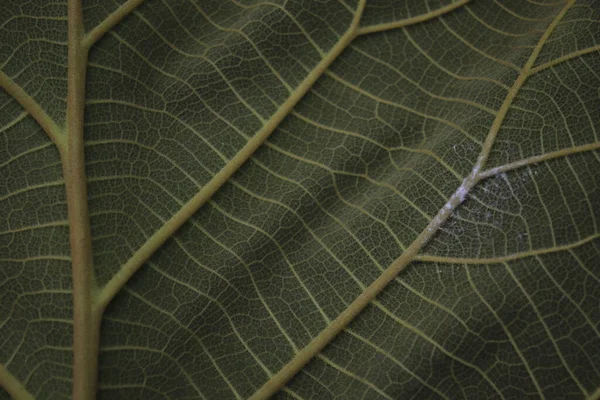 Fondo Abstracto Motivo Hueso Hoja Teca — Foto de Stock