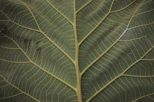 Abstrakt Bakgrund Teak Leaf Benmotiv — Stockfoto