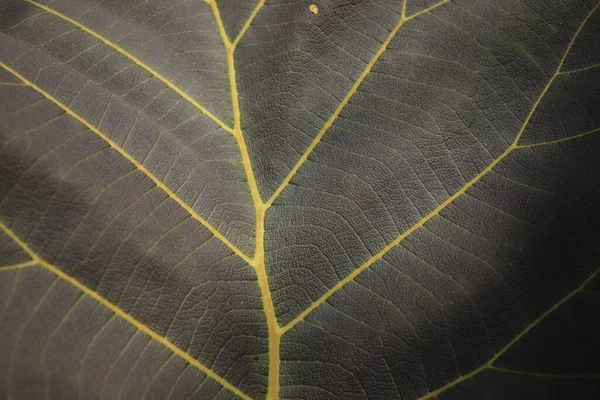 Abstract Background Teak Leaf Bone Motif — Stock Photo, Image