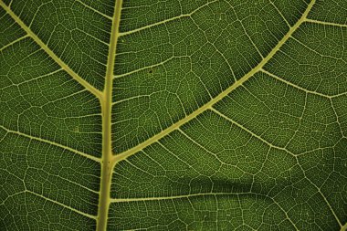 Arkaplan için yaprak fiber motifi