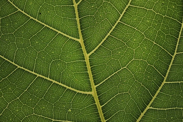 Leaf Fiber Motif Background — Stock Photo, Image