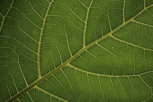 Bladvezel Motief Voor Achtergrond — Stockfoto