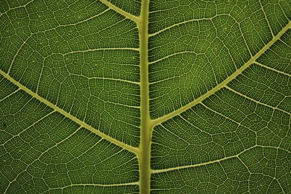 Motyw Włókna Liściastego Tle — Zdjęcie stockowe