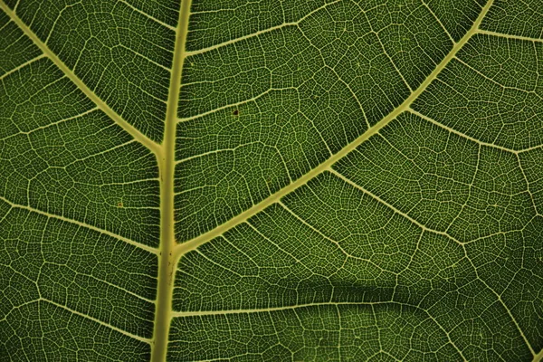 Motivo Fibra Folha Para Fundo — Fotografia de Stock