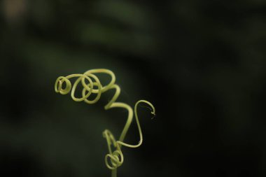 Sarmal ve bükülmüş siyam balkabağı meyvesi filizleri.