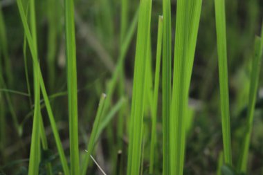 Taze yetişmiş ot yaprakları filizleniyor.