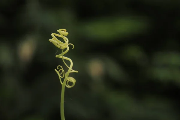 Brocas Abóbora Siamesa Que Espiral Torcida — Fotografia de Stock