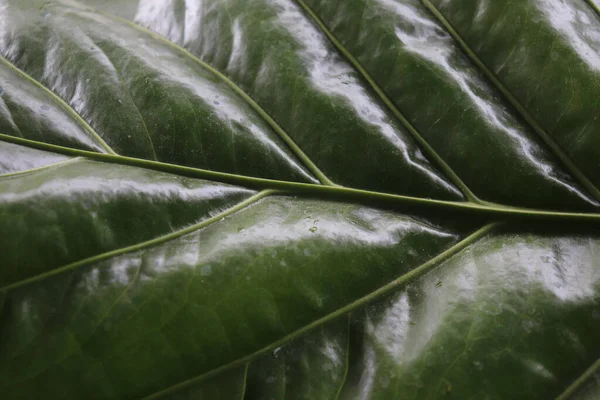 Textuur Van Glanzende Brede Anthuriumbladeren — Stockfoto