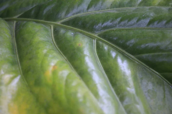 光沢のある広いアンスリウムの葉の質感 — ストック写真
