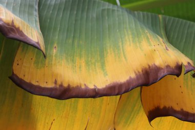 sarı ve ince lifli muz yaprağı dokusu