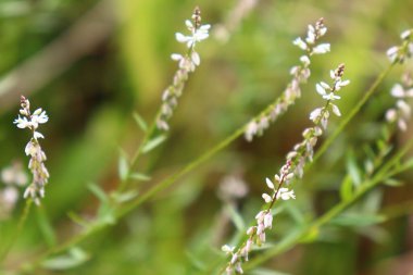 Geçmişi. Beyaz çiçekler açar. Kır çiçekleri.