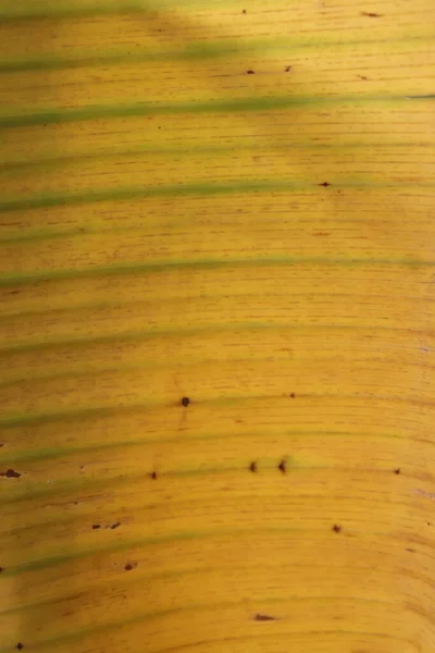 黄色で細かく繊維状のバナナの葉の質感 — ストック写真