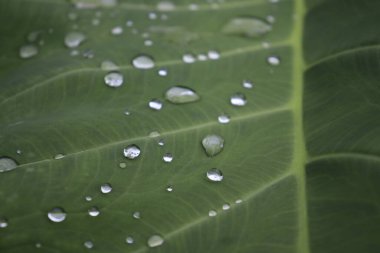 Geniş taro yapraklarındaki çiğ taneleri