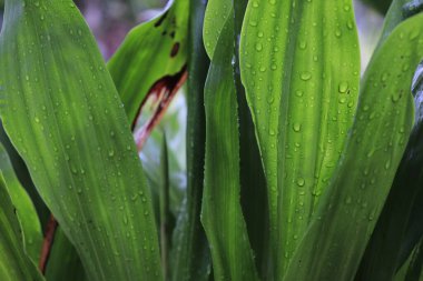 Yapraklara bağlı yağmur suyu taneleri.