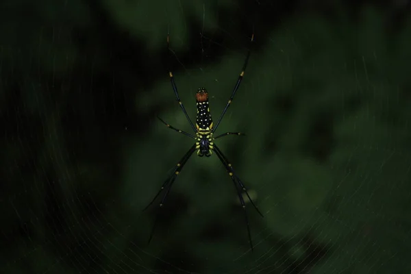 Spider Dwells Its Nest — Stock Photo, Image