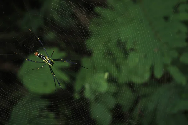 Spider Dwells Its Nest — Stock Photo, Image