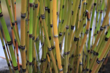Saplı ve kümelenmiş küçük bambu bitkileri.
