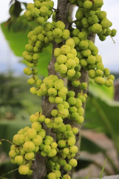 Cermai Fruit Accroché Arbre Presque Mûr — Photo