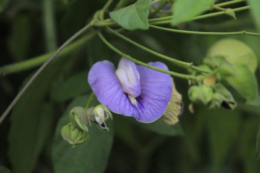 Güzel şekilli çiçekler açık mavi çiçeklerdir..
