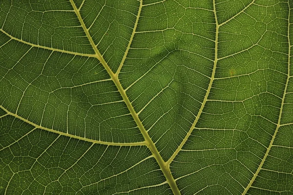 Тропический Мотив Листового Волокна Фона — стоковое фото