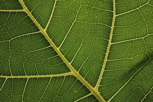 熱帯の葉繊維をモチーフにした背景 — ストック写真
