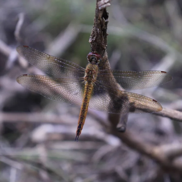 Dragonflies Pererp Dry Twigs — Stock Photo, Image