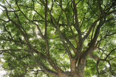 Gölgeli bir ağaç dalı şekli