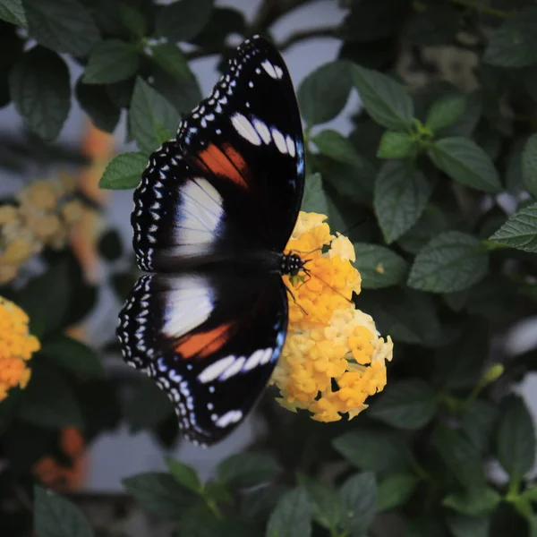 Una Mariposa Que Chupa Polen Flores —  Fotos de Stock