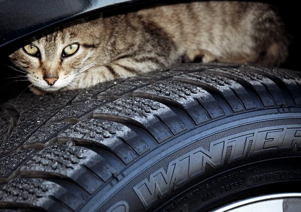 Кошка на колесах — стоковое фото