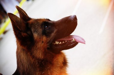 Alman çoban köpeği