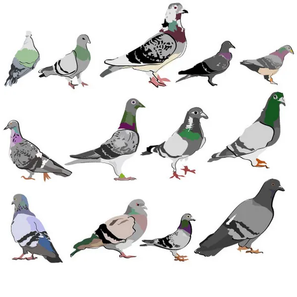 Conjunto de palomas diferentes — Vector de stock