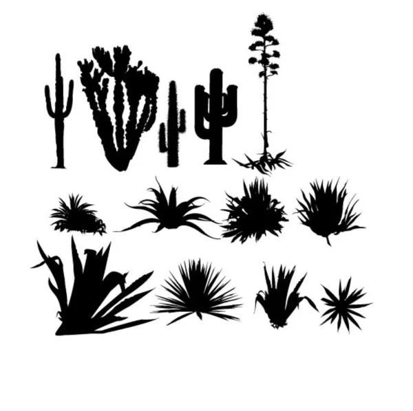 Conjunto de agaves e cactos —  Vetores de Stock