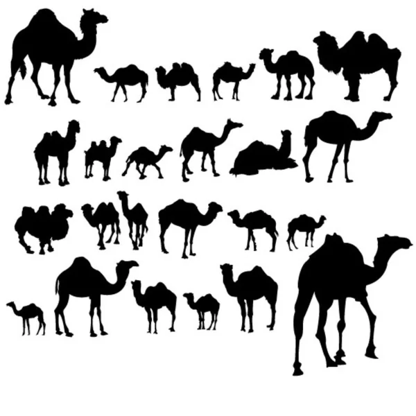 Develer kümesi